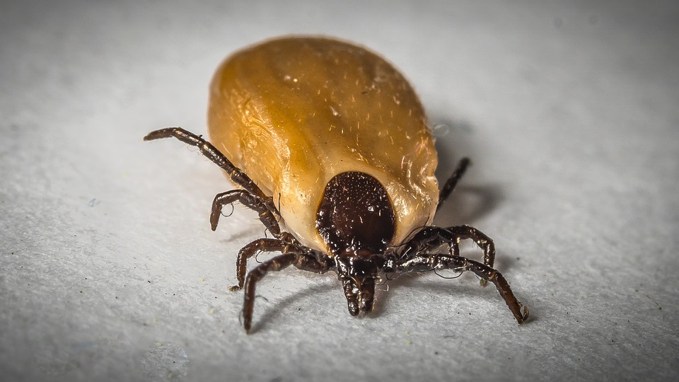 Un nou test pentru identificarea rapidă a bolii Lyme dezvoltat de cercetătorii americani