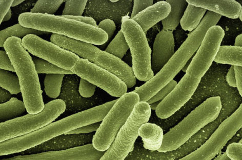 Infecţia cu E.Coli