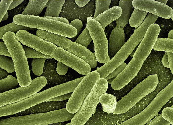 Un vaccin pentru copii împotriva E. coli enterotoxigenică, testat cu succes în Suedia