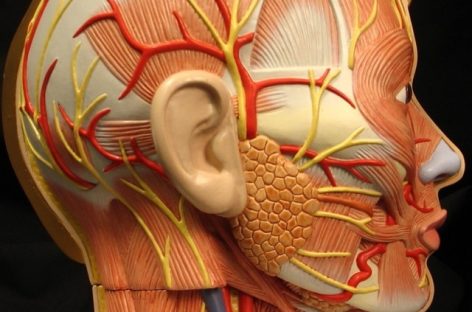 Un tip de celule nou identificate ar putea fi cruciale pentru refacerea glandelor salivare deteriorate