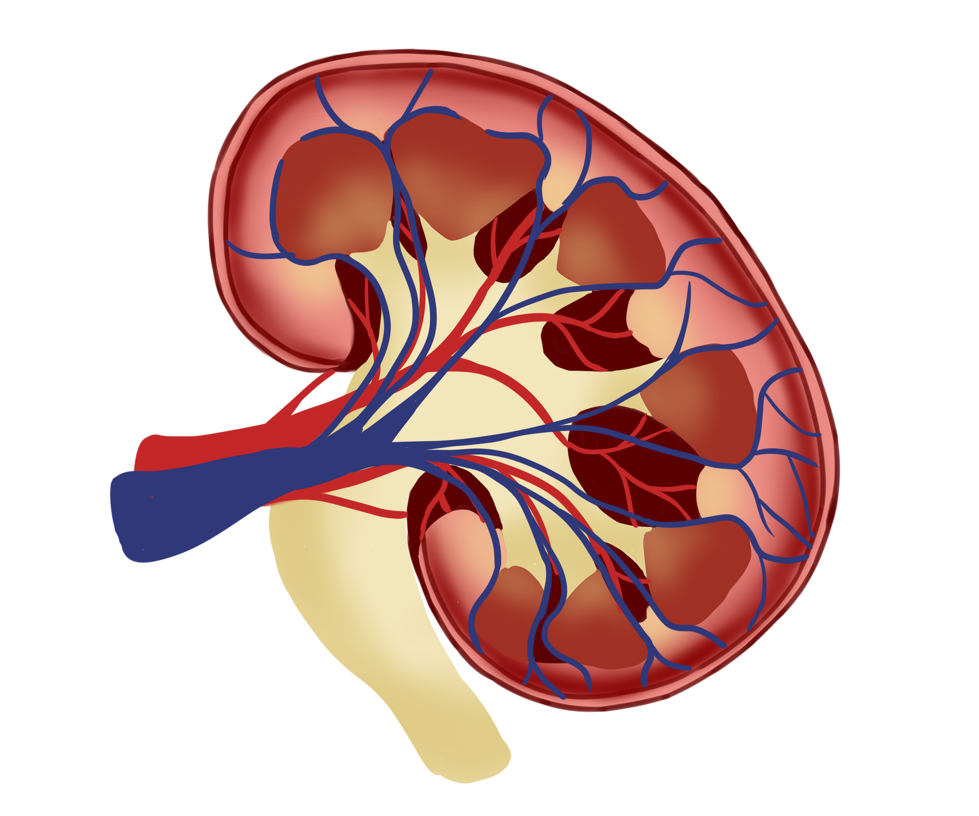 Nou tratament pentru o formă rară de cancer renal, descoperit de cercetători americani