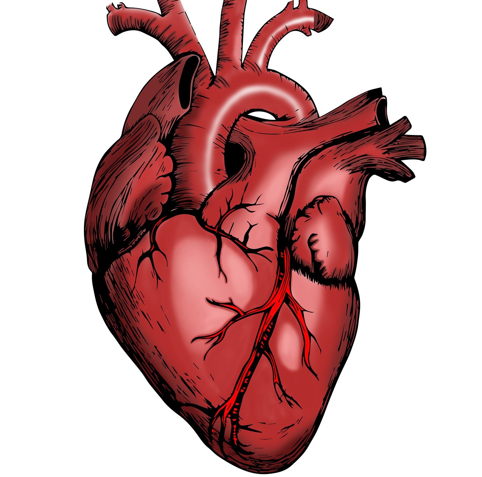Sănătate cardiovasculară: femei versus bărbaţi. Află care dintre sexe e mai slab de inimă