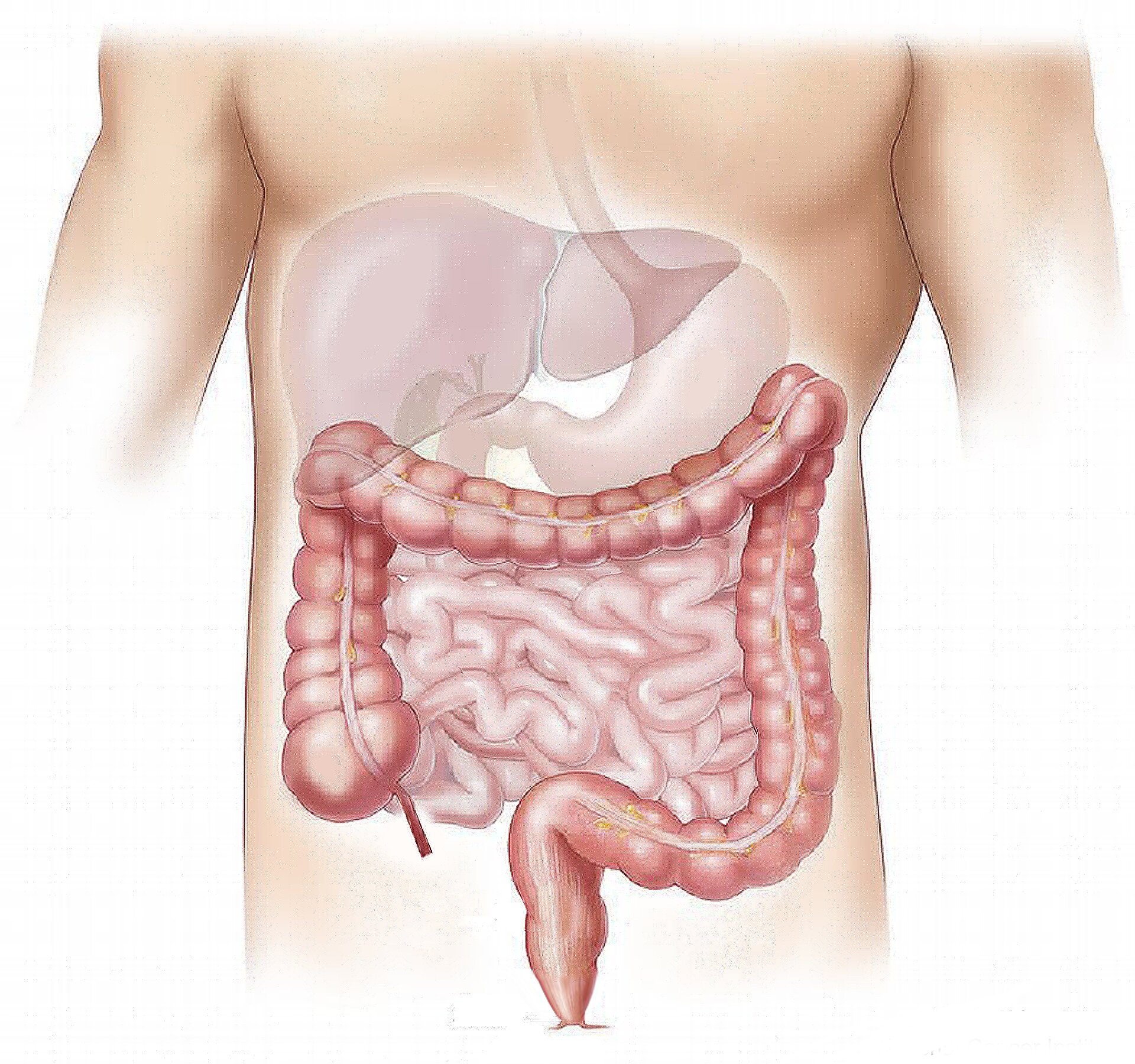 Mecanisme cheie pentru regenerarea mucoasei intestinale şi atenuarea efectelor secundare ale radioterapiei, descoperite de cercetători