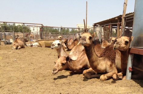 Experţi în Sănătate: Cupa Mondială de fotbal din Qatar ar putea creşte riscul de transmitere şi răspândire globală a MERS-CoV, „gripa cămilei”
