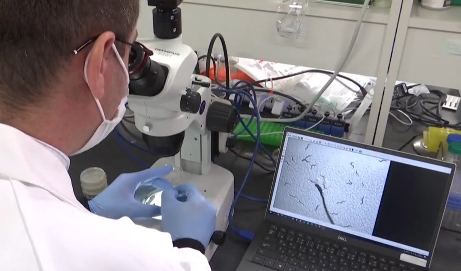 O firma japoneză de biotehnologie a dezvoltat primul test de screening precoce din lume pentru cancerul pancreatic folosind viermi minusculi