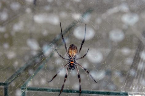 Material inedit pentru repararea leziunilor nervoase