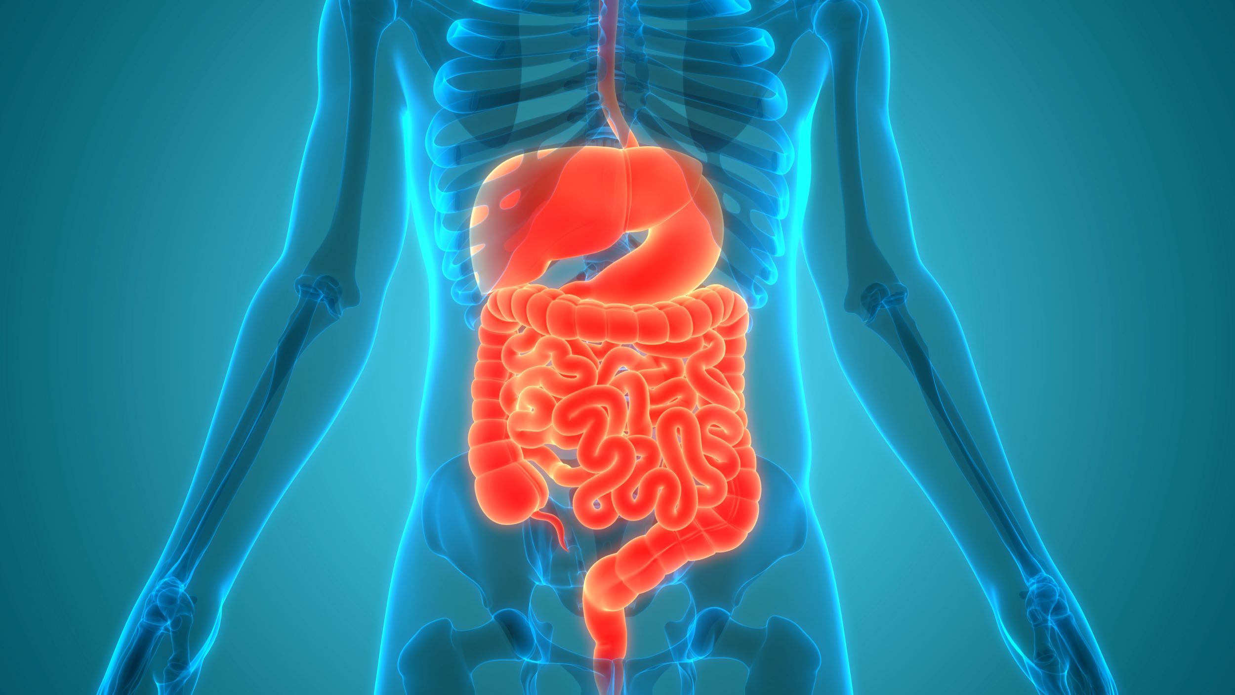 Variaţii semnificative în anatomia intestinelor umane, descoperite într-un nou studiu
