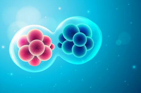 Celulă embrionară care se autodistruge pentru a proteja embrionul