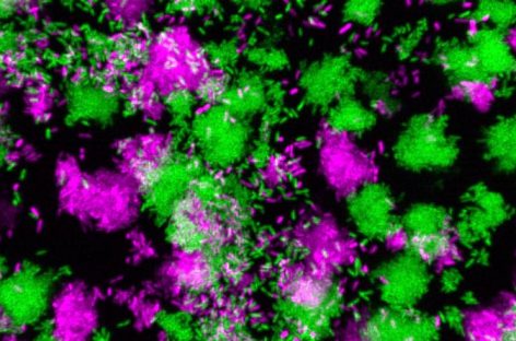 Oamenii de ştiinţă au descoperit un tip de ARN care controlează infecţiile bacteriene