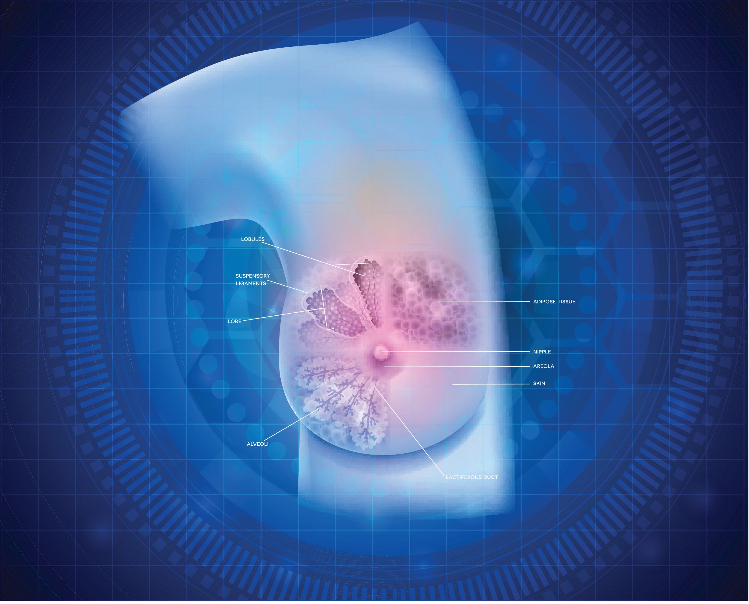 Cel mai mare atlas de celule mamare normale oferă informaţii fără precedent despre biologia sânului