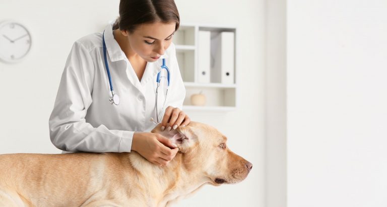 Un agent patogen rezistent la medicamente şi adesea mortal, identificat la câini, stârneşte îngrijorarea că ar putea trece la oameni