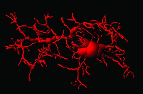 Cum contribuie imunitatea la îmbătrânire şi neurodegenerare