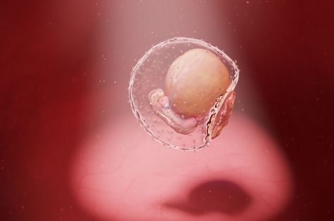 Descoperiri recente pun la îndoială cunoştinţele actuale asupra unei etape importante în dezvoltarea embrionară