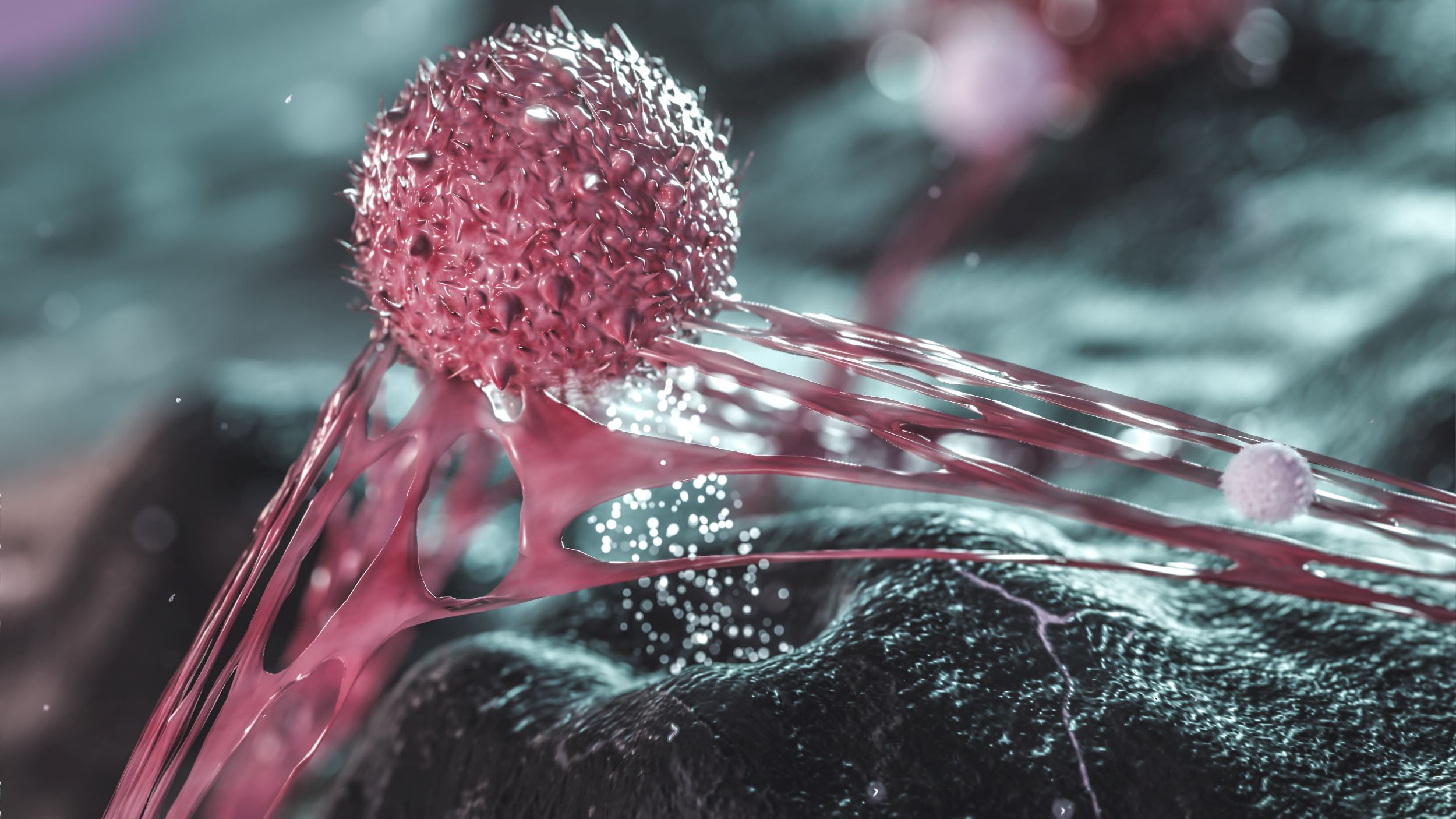 Celulele stem canceroase provoacă îmbătrânirea macrofagelor creând condiţii pentru formarea tumorilor, sugerează un studiu