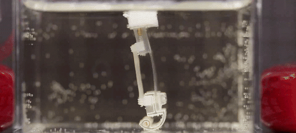 VIDEO Cyborgii, tot mai mult o realitate? Oamenii de ştiinţă au construit un robot alimentat de ţesut muscular uman