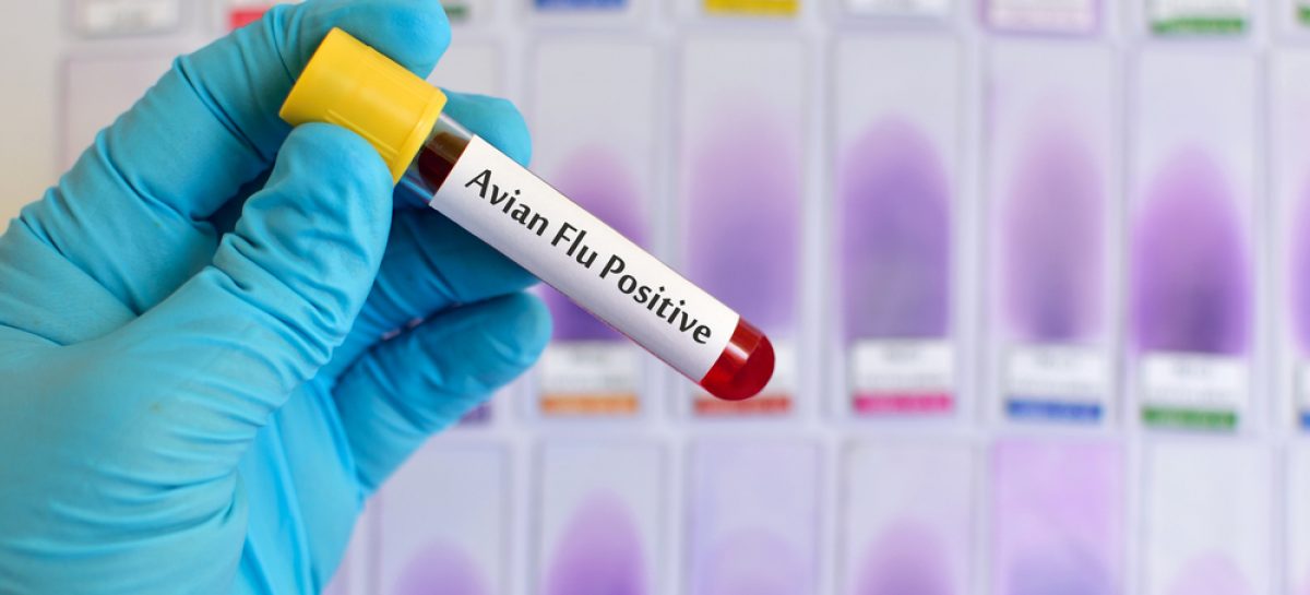 Moderna primeşte un contract de la guvernul SUA pentru a dezvolta un vaccin împotriva gripei aviare