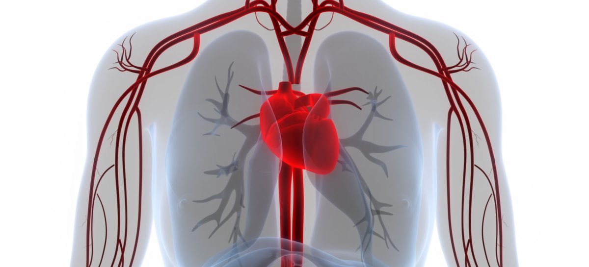 O proteină prezentă la un peşte poate vindeca leziunile inimii